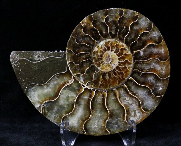 Agatized Ammonite Fossil (Half) #19832